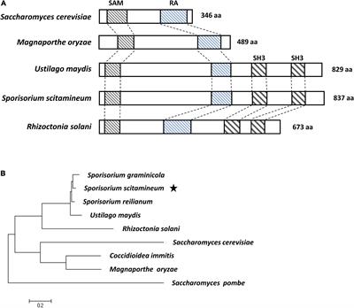 SsUbc2, a determinant of pathogenicity, functions as a key coordinator controlling global transcriptomic reprogramming during mating in sugarcane smut fungus